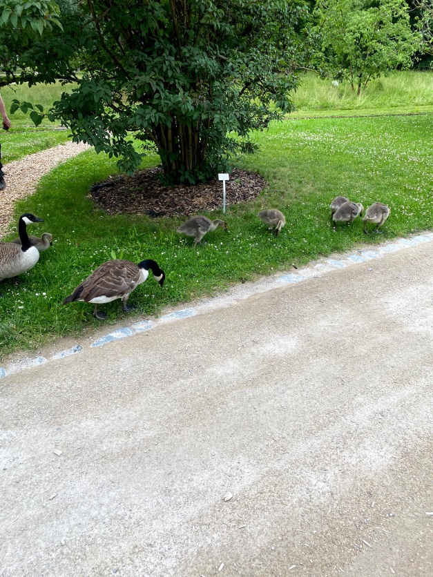 Галопом по Европам... 2 Часть