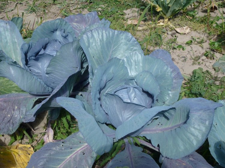 Отдых в деревне с Джой — Туризм и путешествия: фотоотчеты из поездок