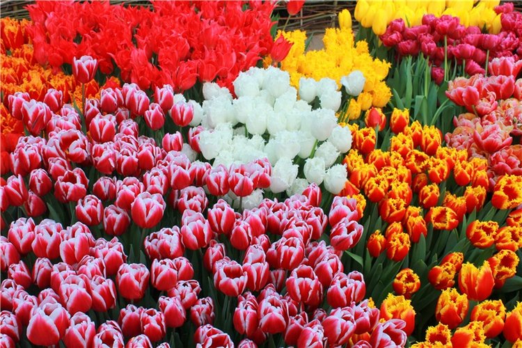Выставка тюльпанов в Твери
