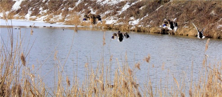 Выставка тюльпанов в Твери, продолжение (фото 7)