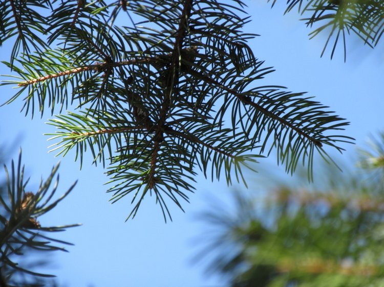 Пробуждение весны — Куклы Takara Tomy (Такара): Licca (Ликка) (фото 6)