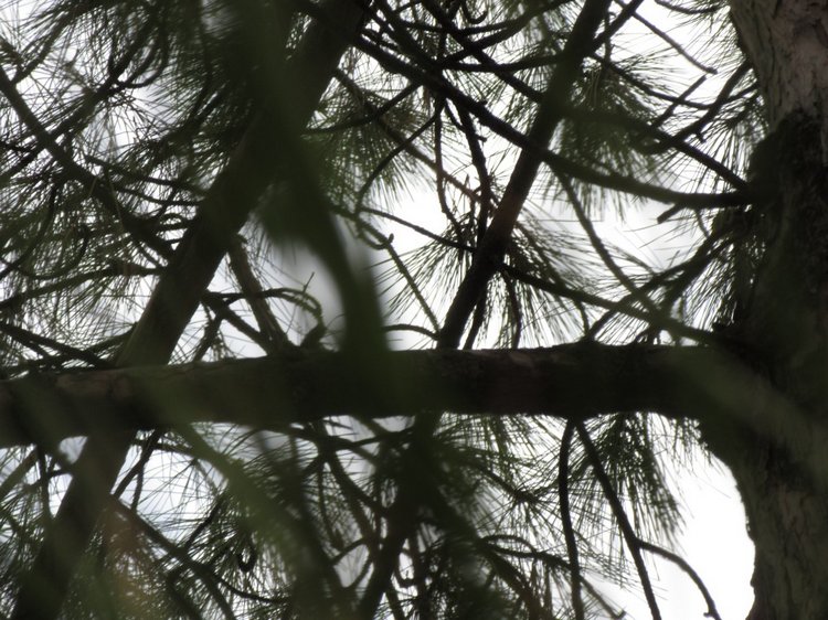 Полная корзинка — Куклы Takara Tomy (Такара): Licca (Ликка)