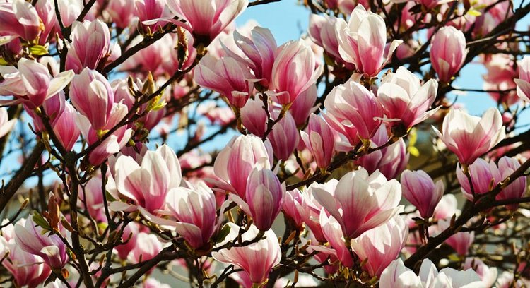 Такая желанная Sonja от Helen Kish