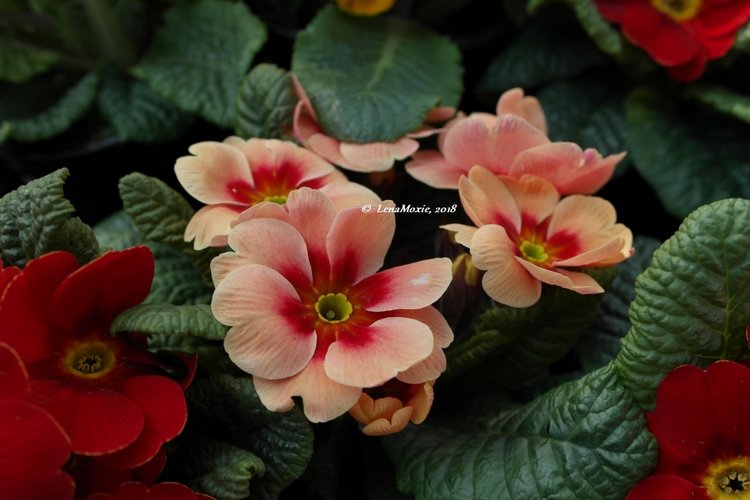 Тарас в апрельском саду — Куклы Kidz'n'Cats (Соня Хартман): шарнирные 46 см