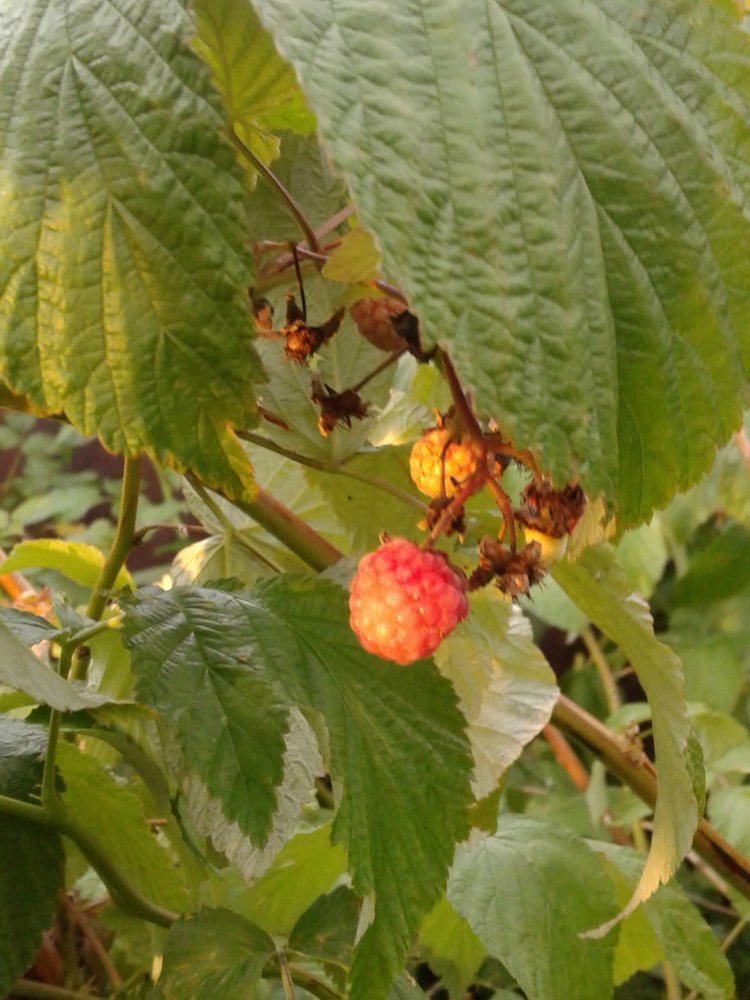 Кто же там, в малиннике — Куклы и тела Obitsu (Обитсу): 1/6 (фото 2)