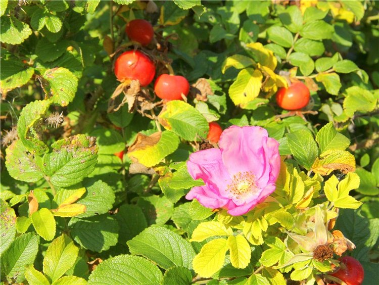 Инопланетянка Нийя. Custom Blythe Doll UFO Go Go Takara