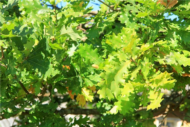 Старицкая Швейцария. Старицкие пещеры, д. Толпино, заключительная часть (фото 6)