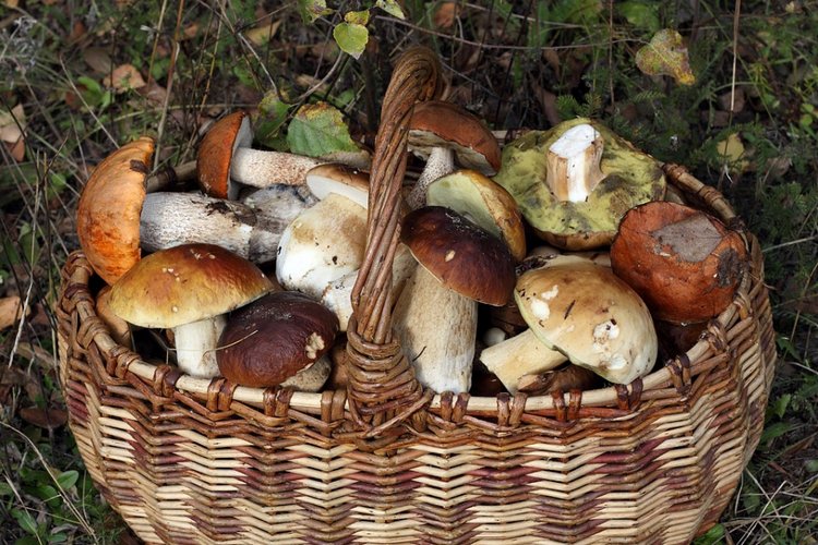 Разноцветная роспись Сентября. Kidz'n'Cats (фото 3)