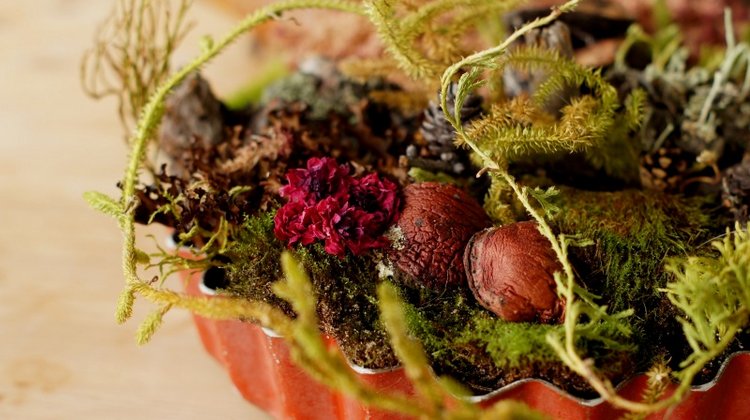 Кусочек природы в доме — Другие хобби и увлечения: сад