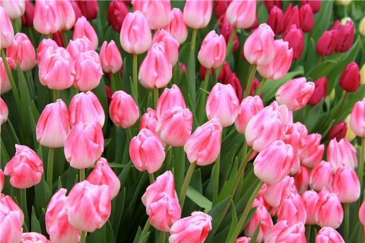 Тюльпановый Рай, продолжение. Выставка тюльпанов в Твери. Mini Layla elf Sunkissed skin от Kaye Wiggs (фото 5)