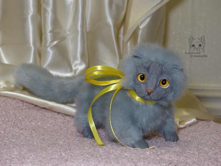 Котенок. Шотландский вислоухий (фото 4)