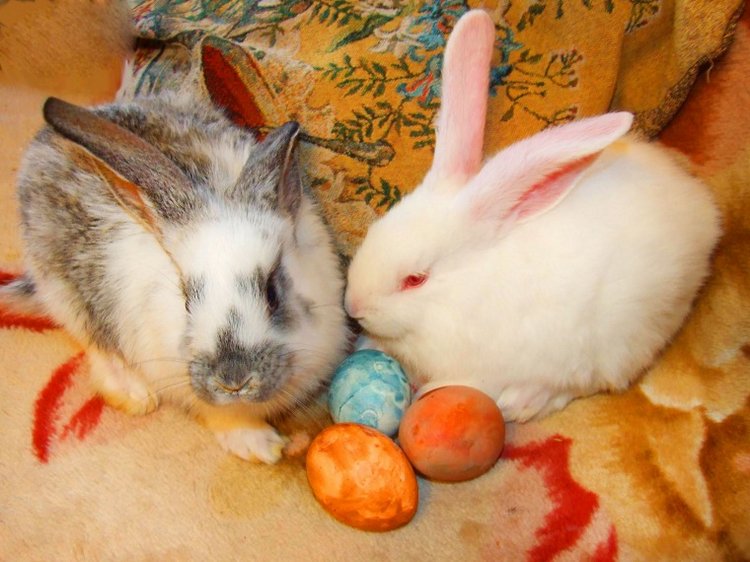 История Алиски 2 - Пасхальная, с белыми кроликами) | Бэйбики История Алиски 2 - Пасхальная, с белыми кроликами)