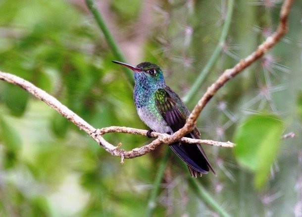 1 апреля — Международный день птиц