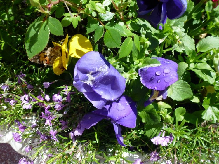 Сочи-Адлер: Южное Взморье - Мои любимые куколки на отдыхе