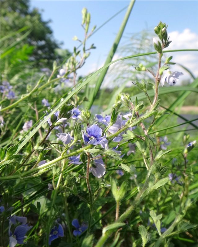 Ландышевая Сказка — Куклы Heidi Plusczok (Хайди/Хейди Плюсчок) — фото (фото 6)