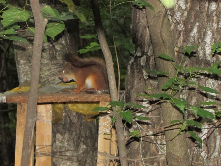 Веселое путешествие по Парку Измайлово