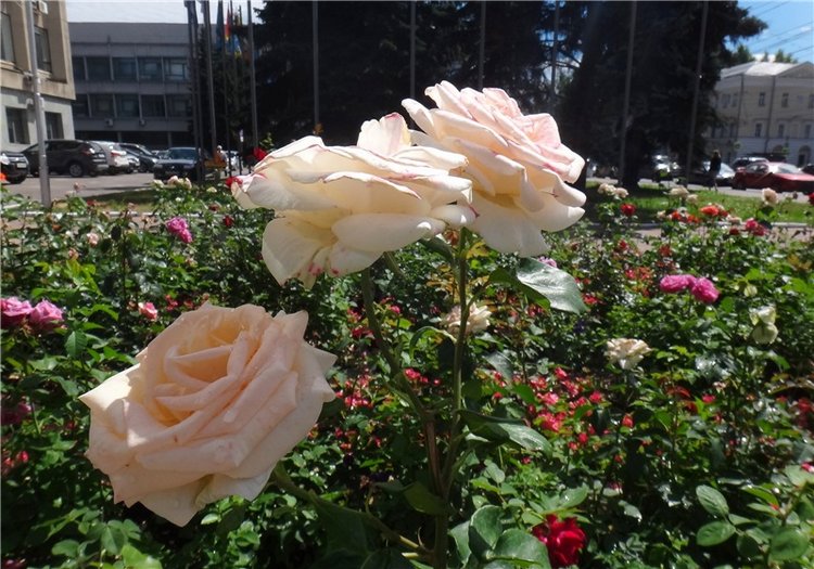 Бенни. Презентация участницы на Конкурс Кукольной Красоты Мисс Бэйбики 2019 (фото 2)