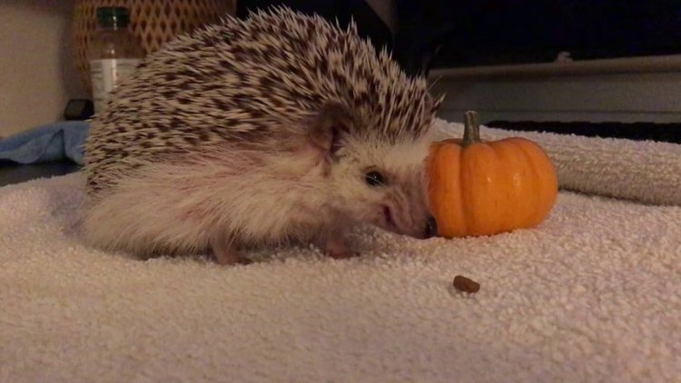 Любительские фотографии Ежей (выпуск 1) | Бэйбики Любительские фотографии Ежей (выпуск 1) (фото 3)