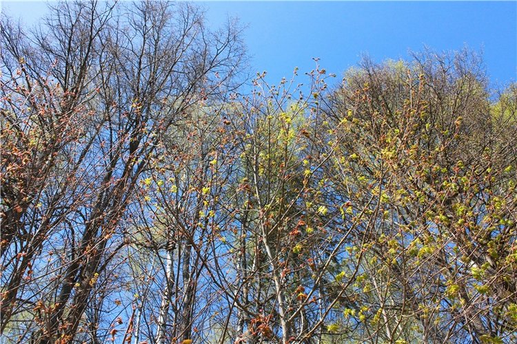 Путешествие Софи в Старицу, продолжение. Lati HoneyBee New Mystic Sophie