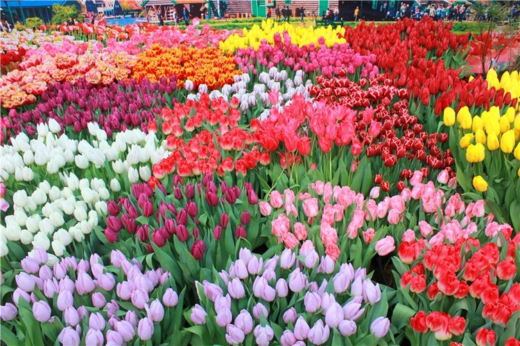 Выставка тюльпанов в Твери