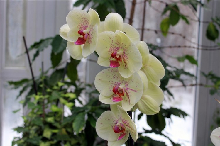 Тверской Ботанический Сад, продолжение | Бэйбики Тверской Ботанический Сад, продолжение