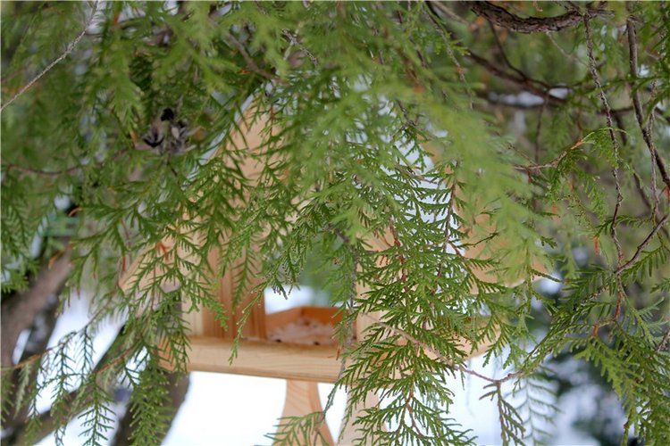 Тверской Ботанический Сад, заключительная часть