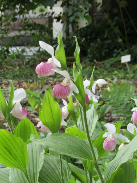 Тони Старк: приключения без брони. И снова Аптекарский огород | Бэйбики Тони Старк: приключения без брони. И снова Аптекарский огород (фото 6)