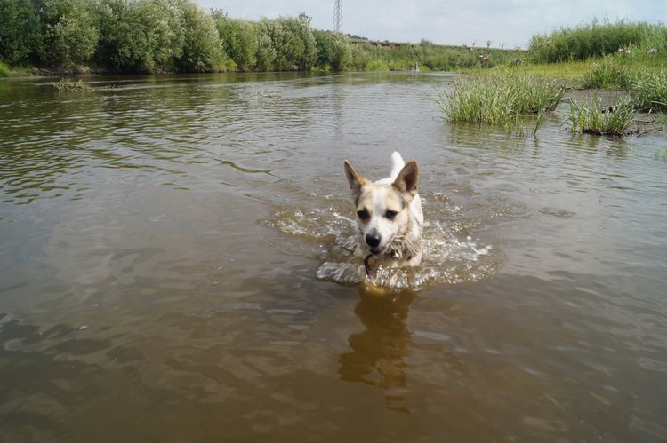 За хорошими эмоциями с семьёй на речку