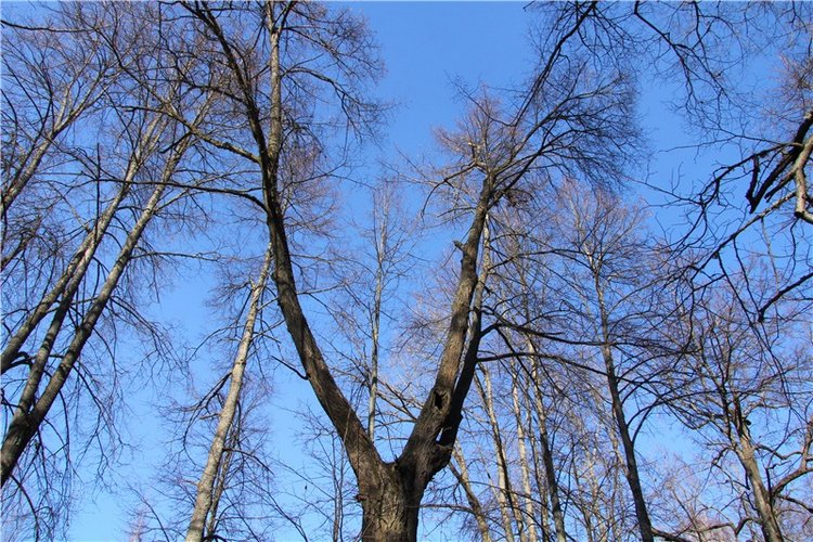 Апрельский день в Василёво, заключительная часть