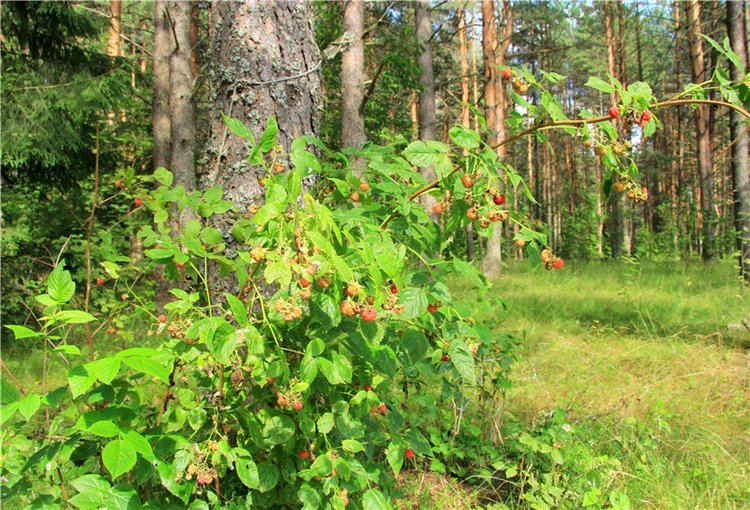 Девочка и Ёжик. Minifee Miyu FairlyLand | Бэйбики Девочка и Ёжик. Minifee Miyu FairlyLand