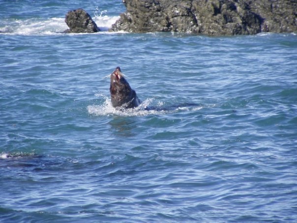 Увлекательное путешествие по Новой Зеландии