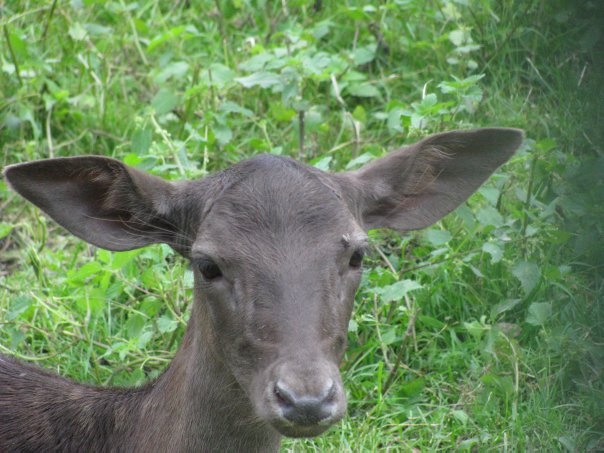Разнообразие животного мира (фото 8)