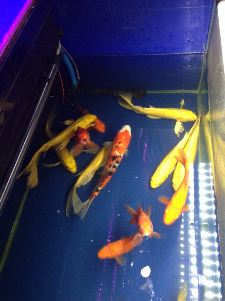 Прогулка по Китаю-2 (обзор цен на игрушки, животных, шмотки, еду)