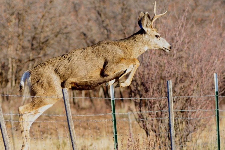 Любителям природы - профессиональные фотографии (выпуск 4)