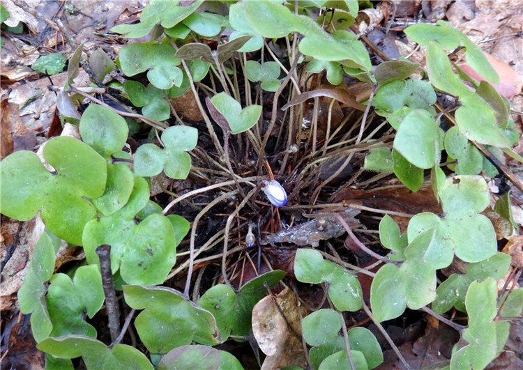 23 февраля - расцвели синие подснежники