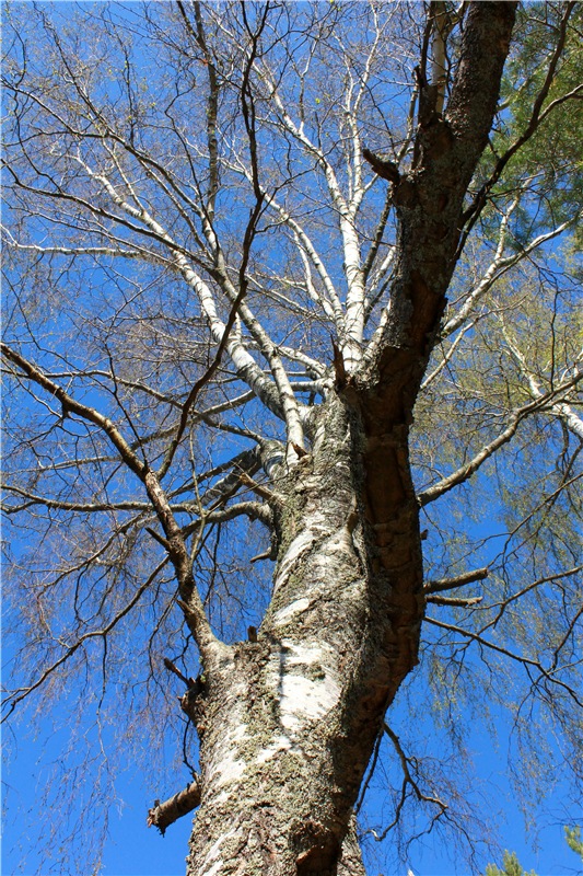 Прогулка Софи. Lati HoneyBee New Mystic Sophie | Бэйбики Прогулка Софи. Lati HoneyBee New Mystic Sophie