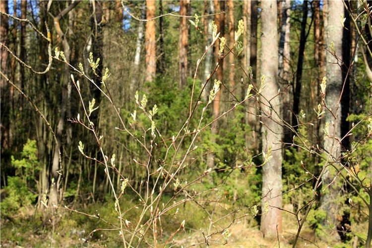 Долгая дорога к Волге. Custom Blythe Doll UFO Go Go Takara