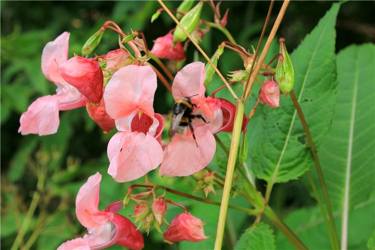 Июльское путешествие в Старицу, продолжение