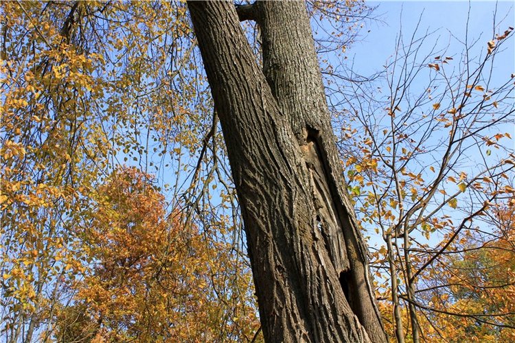 Путешествие Dal Hangry в Грузины