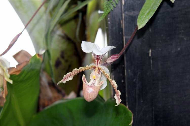 Тверской Ботанический Сад, продолжение | Бэйбики Тверской Ботанический Сад, продолжение