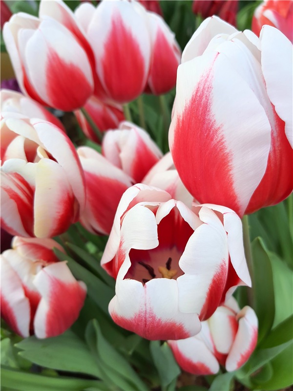 Выставка тюльпанов в Твери (фото 6)