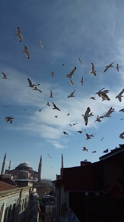 Путешествие в Стамбул — Туризм и путешествия: фотоотчеты из поездок