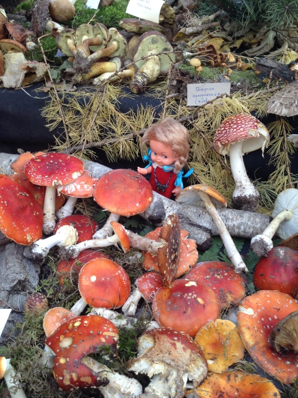 Аптекарский огород сегодня. ч.5. Грибной фестиваль