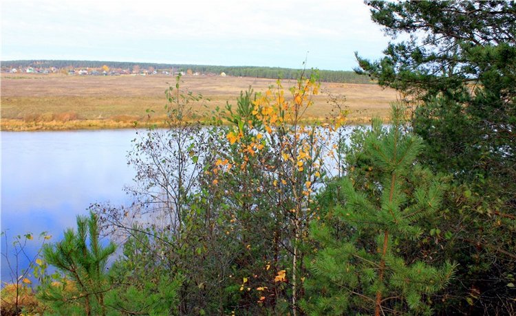 Ромашковый октябрь. Zwergnase Mischa