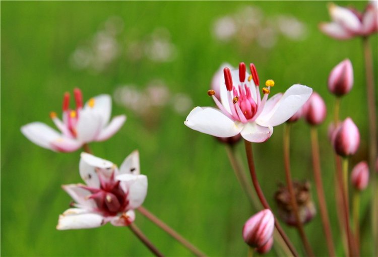 Подготовка к Конкурсу Кукольной Красоты Мисс Бэйбики 2019 (фото 9)
