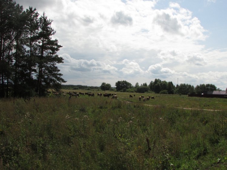 Путешествие в Нижегородскую область - часть 1 - Дивеево (Дивеевский монастырь) (фото 6)