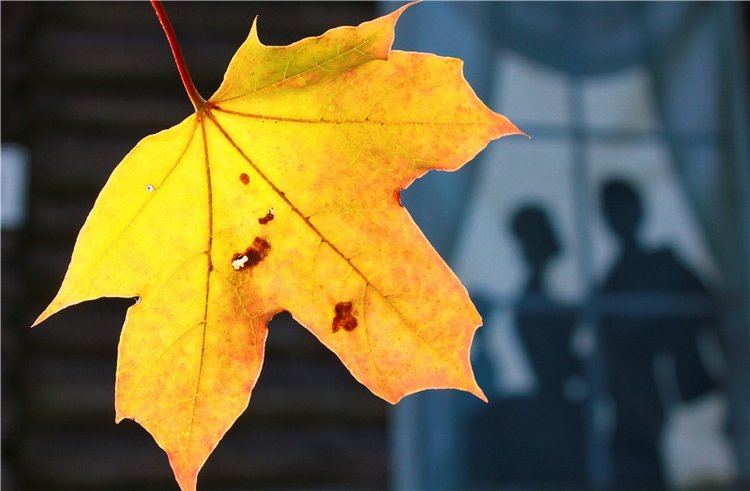 Лучистый Сентябрь — Редкие антикварные куклы и реплики: воск (фото 4)