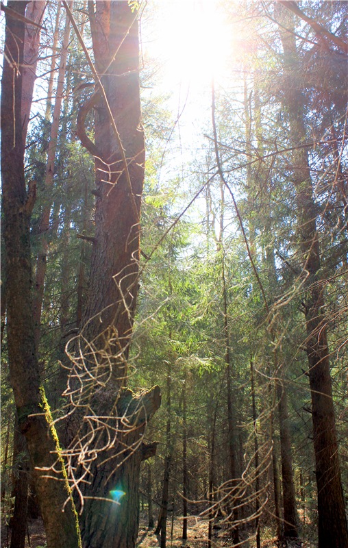 Савватьева Пустынь, Тверская область