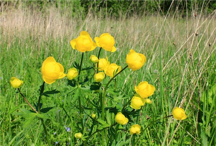 Эля в Иванишах. Twinkles Ella Chocolate