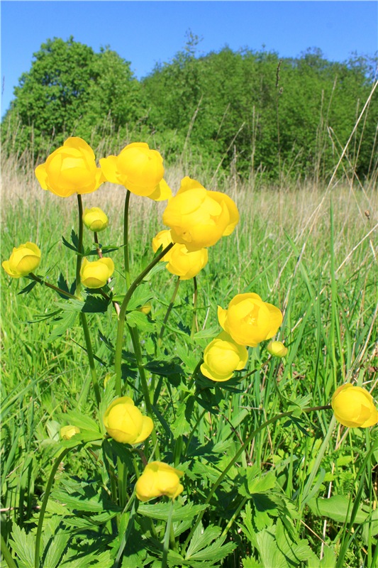 Эля в Иванишах. Twinkles Ella Chocolate